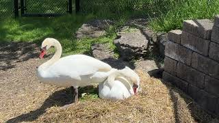 Swans May 6