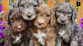 Top 10 Cutest Doodle Dogs Including  Goldendoo