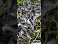 how Thailand farm fish in paddy field #facts #shorts #trending #factwide #fishing