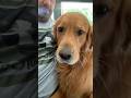 Golden retriever love ❤️ #goldenretriever #dog #dogsofyoutube #pets #bestfriend