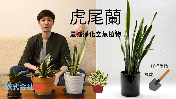 虎尾兰!! NASA认证的最强室内净化空气植物，换盆及扦插繁殖分享 -株式会社Max - 天天要闻
