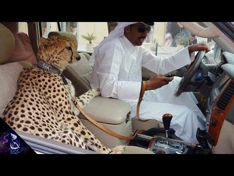 ये अजीब चीज़ें सिर्फ आपको दुबई में मिलेंगी || Weird Things you will only see in Dubai Hindi