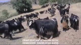 STRANE DILBİRİN  SİDAR BERİTAN VE XEZAL U  DELAL Resimi