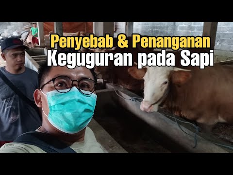 Video: Apakah sapi mengalami keguguran?
