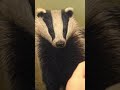 When painting badgers 🦡🎨🖌