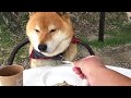 違うオヤツが食べたくて空気を読むよう飼い主に促す柴犬　Shibe want to eat other snack, which he urges his owner to take a hint.