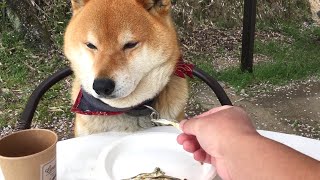 違うオヤツが食べたくて空気を読むよう飼い主に促す柴犬　Shibe want to eat other snack, which he urges his owner to take a hint.