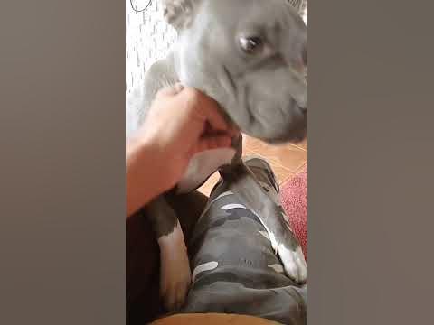 #pit Bull raivado - YouTube