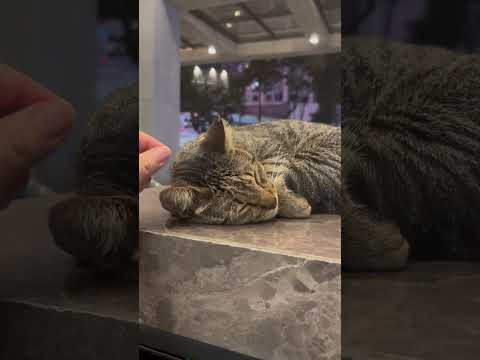 Cat gold chain One Ayala cat