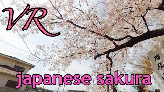 VR 360° japanese cherry blossoms　#vrjapan  #vr360   #vr