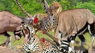 Leopard Vs Oryx_ Oryx Attacked Madly Leopard To Defend Itself From Danger by TH Animal Wild 105,572 views 1 year ago 12 minutes