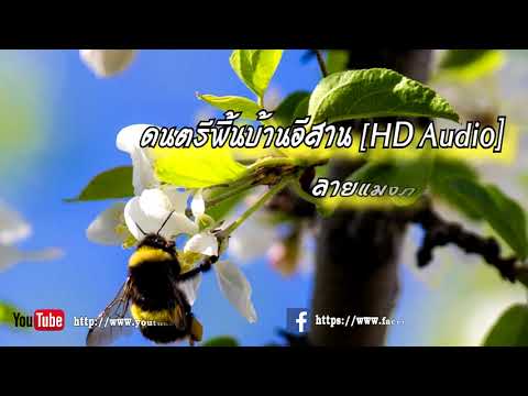 ลายแมงภู่ตอมดอก【HD Audio】
