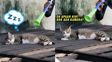 Lagi Enak Tidur, Si Kucing Malah Kena Prank Terompet! Momen Lucu Kucing Kena Prank 2022