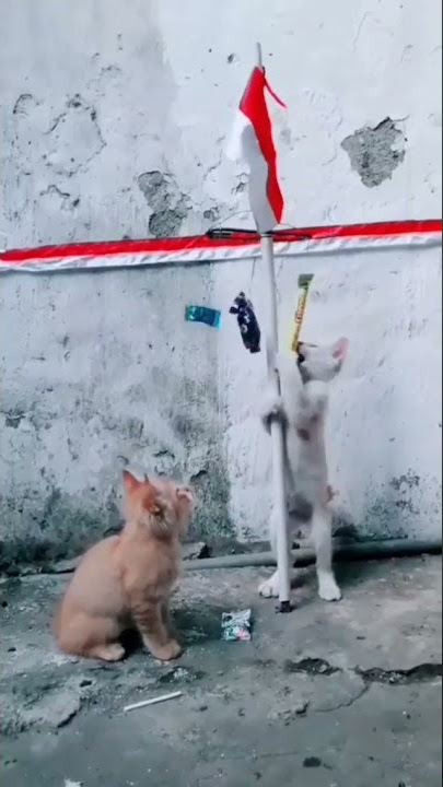 KUCING LOMBA PANJAT PINANG,😀🇮🇩 #Repost #Lomba