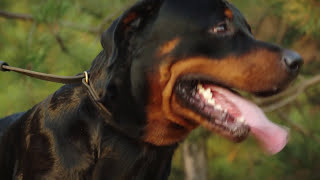 Rottweiler wears leather leash and collar combo for training