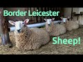 Best Sheep for Homesteading: Border Leicesters?