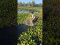 Fish Didn’t Rise#ytshorts #fishing