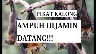 SUARA PIKAT KALONG/CODOT/KELELAWAR BUAH