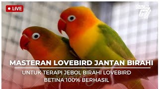 MASTERAN BIRAHI JANTAN MAU KAWIN COCOK UNTUK MENAIKAN BIRAHI LOVEBIRD BETINA 100% BERHASIL