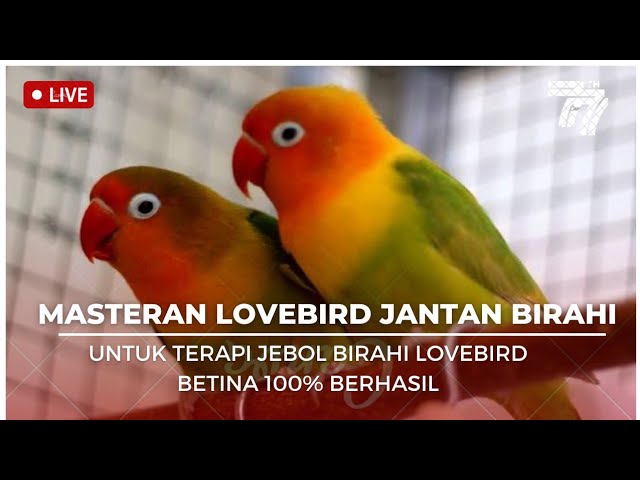 MASTERAN BIRAHI JANTAN MAU KAWIN COCOK UNTUK MENAIKAN BIRAHI LOVEBIRD BETINA 100% BERHASIL class=