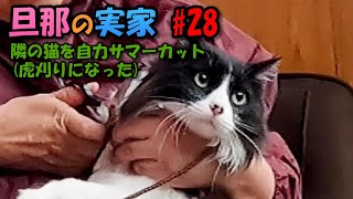 旦那の実家 28 隣の猫をサマーカットしたら虎刈りになりました Youtube