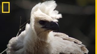 Esta CRÍA de ÁGUILA ARPÍA será un depredador FEROZ, pero aún necesita ayuda  de su MADRE | NatGeo - YouTube