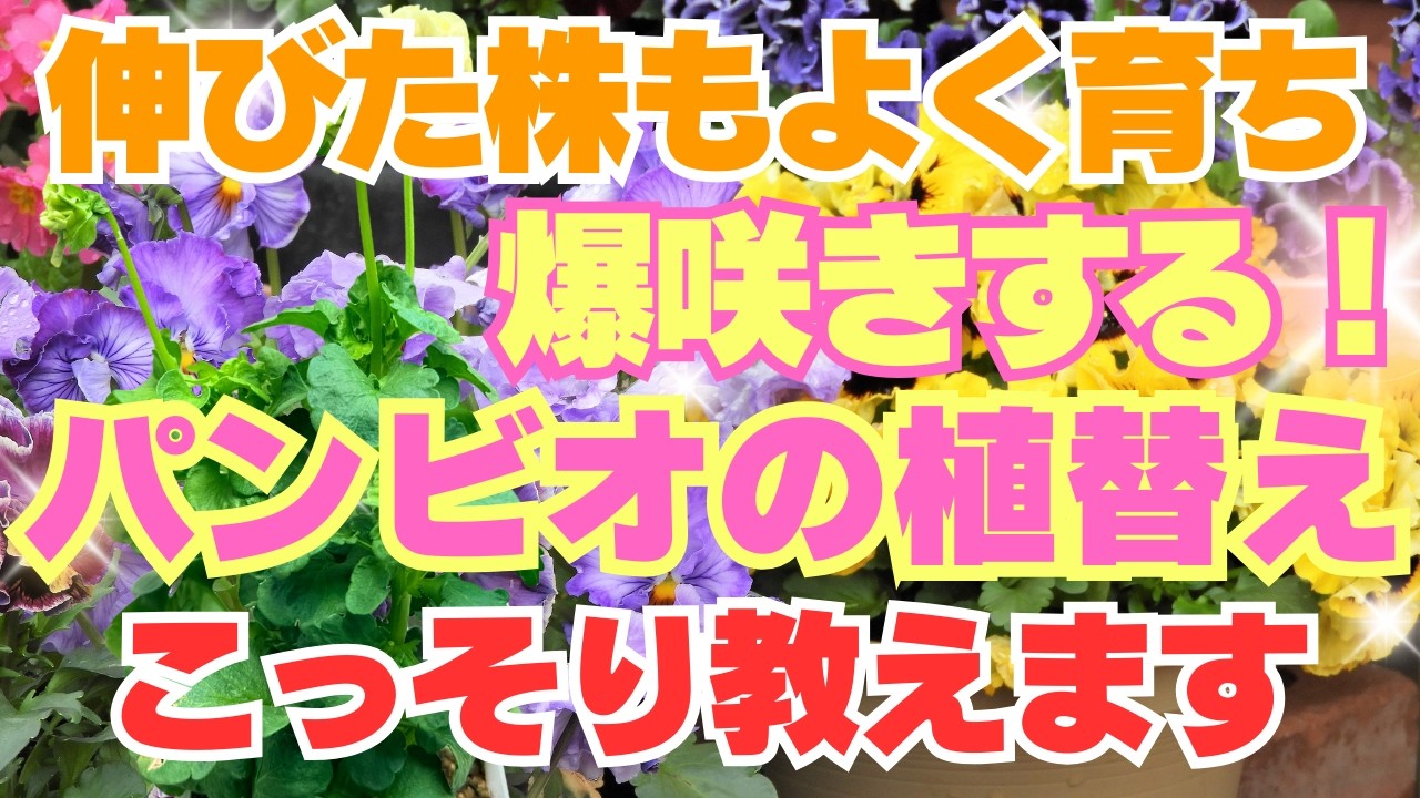 Blooming until May!] How to plant and grow pansies and violas