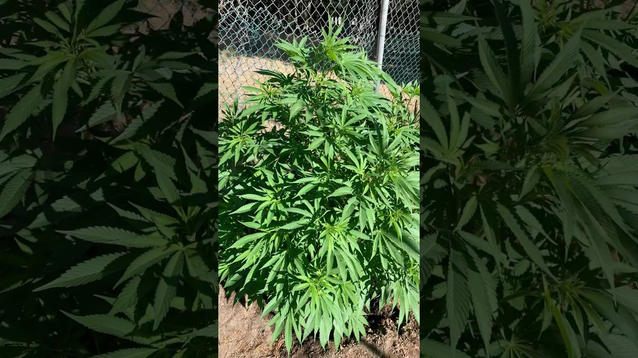 Cannabis Garden July 7th 