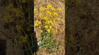 spring shortsfeed shortsvideo spring flowers flower yellow  mustard Mustardflowers