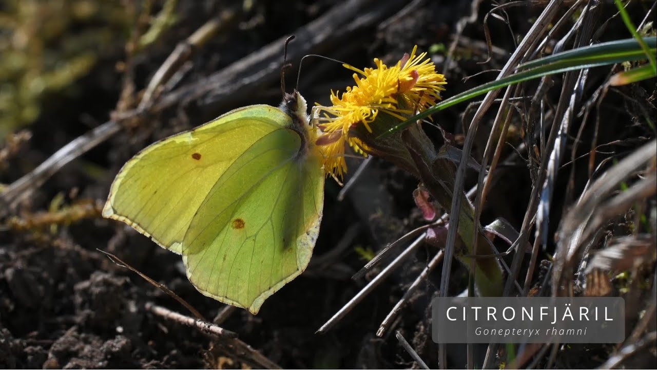 CITRONFJÄRIL (Gonepteryx rhamni/Brimstone Butterfly)
