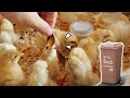 【垃鸡箱】养一群吃垃圾的小鸡，是怎样一种体验？