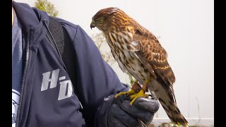 Falconry: Gloves and Aggression