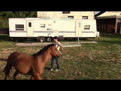 how to teach your (spicy horse) to lunge