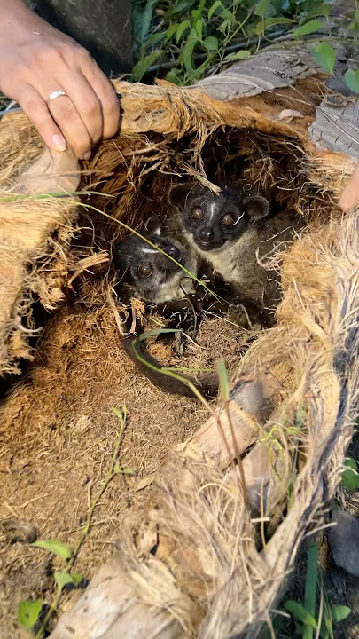 Nemu sarang musang !! #pets #animals #musang