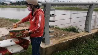 Phóng Sinh Chim Sẻ , nguyện cho Miền Trung thoát nạn Thiên Tai