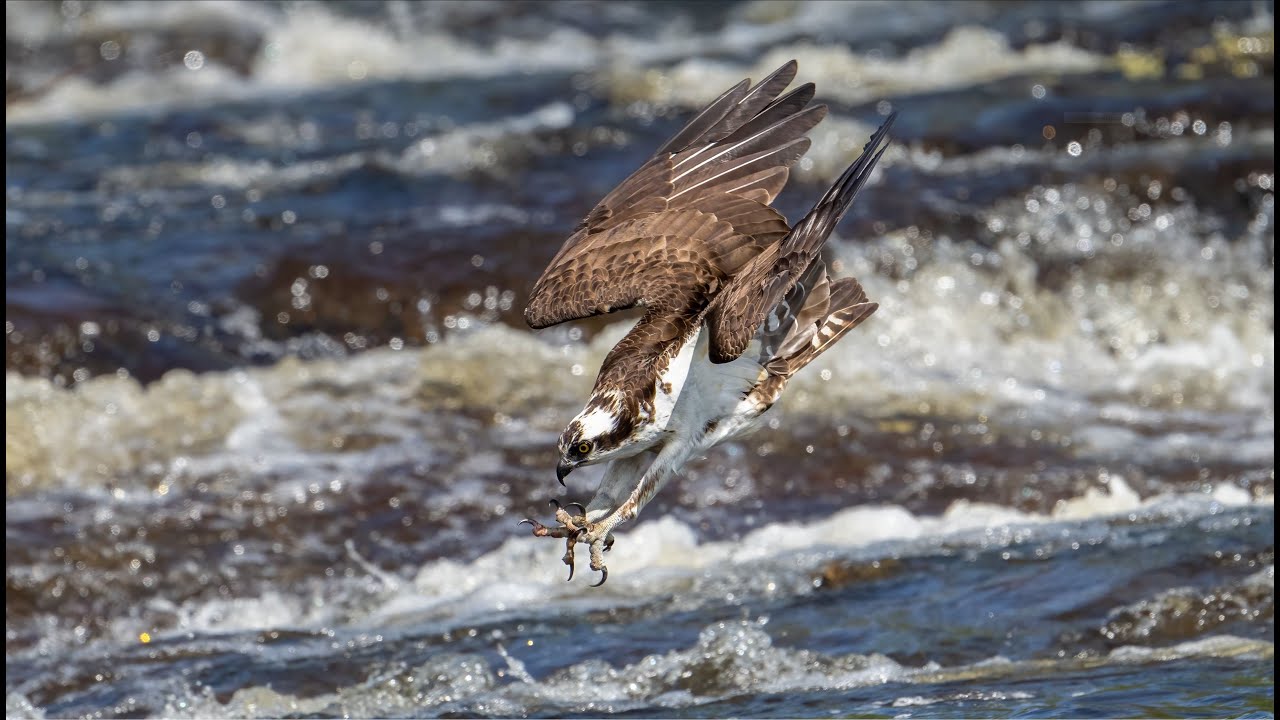 Epic Osprey Flights & Dives with Claw Shots Compilation | 2023