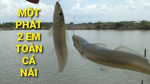 Câu cá bóng đục, gập cái đầm toàn bóng đục nái, giật 1 lần 1 cập || Câu cá thiên nhiên