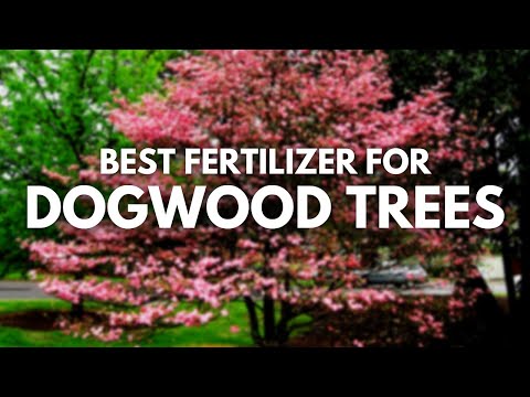 Video: Dogwood Tree Food - When And How To Fertilize Dogwoods