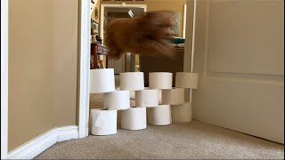 The World Series Of Dogs Jumping Over Toilet Paper Rolls | Quarantine 2020