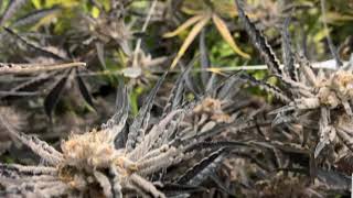 White Chocolate | Grow Room | Temescal Wellness
