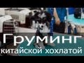 Груминг китайской хохлатой, тримминг хохлатой, стрижка хохлатой, уход за хохлатой