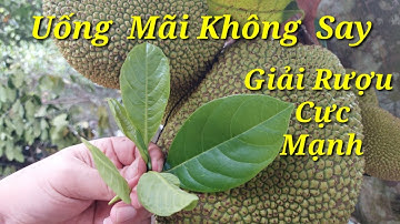 Cách Uống  Rượu, Bia  Không Say| Giải Rượu Khi Đã Say