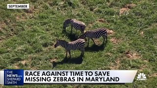 Zebras on the loose in Maryland