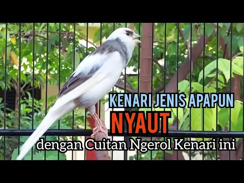 PANCINGAN Kenari Belajar BUNYI || PANCINGAN Kenari Agar Cepat GACOR || Part 226