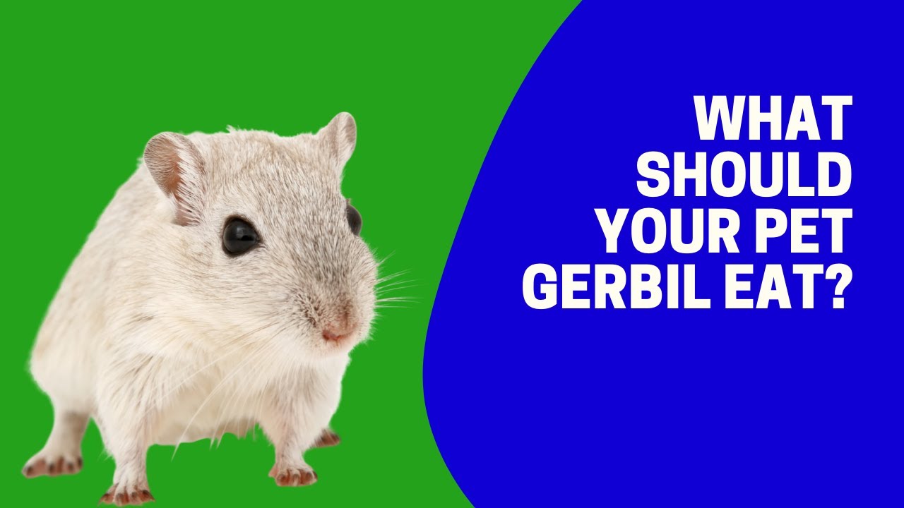 What Should Your Pet Gerbil Eat?