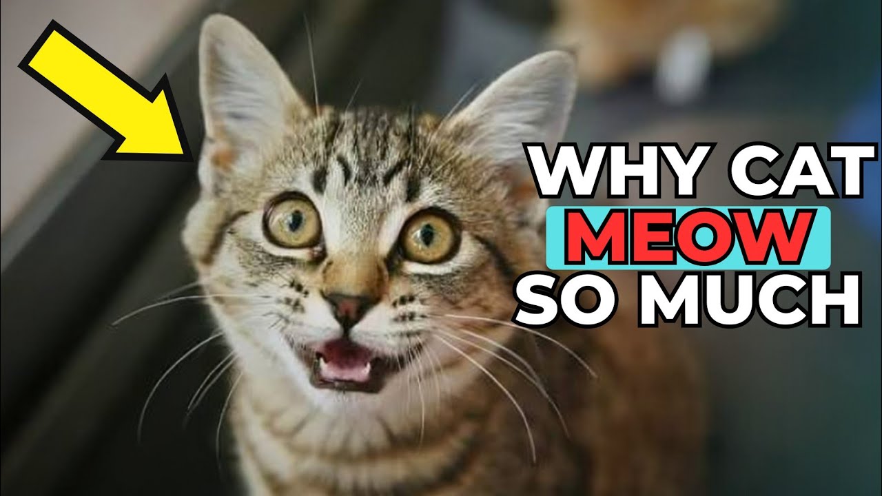 Why Cats Meow So Much (And How You Can Stop It)