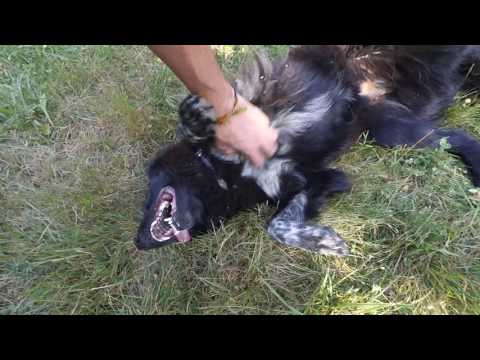 Видео: Отстраняване на опашката на кучето