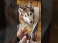 Блинный крокодил😅 #собака #husky #ласка_холодок #хаски #siberianhusky #собаки