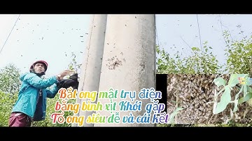 cách bắt ong mật trụ điện bằng bình xịt khói gặp ngay tổ ong siêu dễ và cái kết @TiendungYoutubo