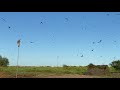 Northern rough-winged Swallow migration